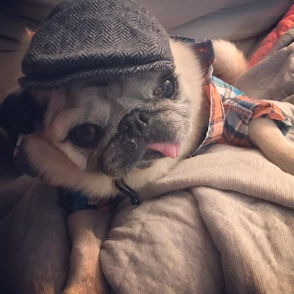 /images/uploads/pug nation rescue of los angeles/2018pugnation/entries/6108thumb.jpg